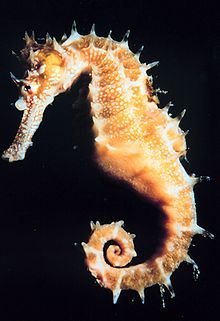 220px-Hippocampus.jpg